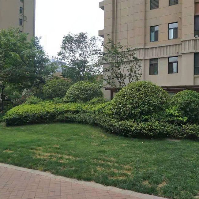 別墅綠化施工設計及養護