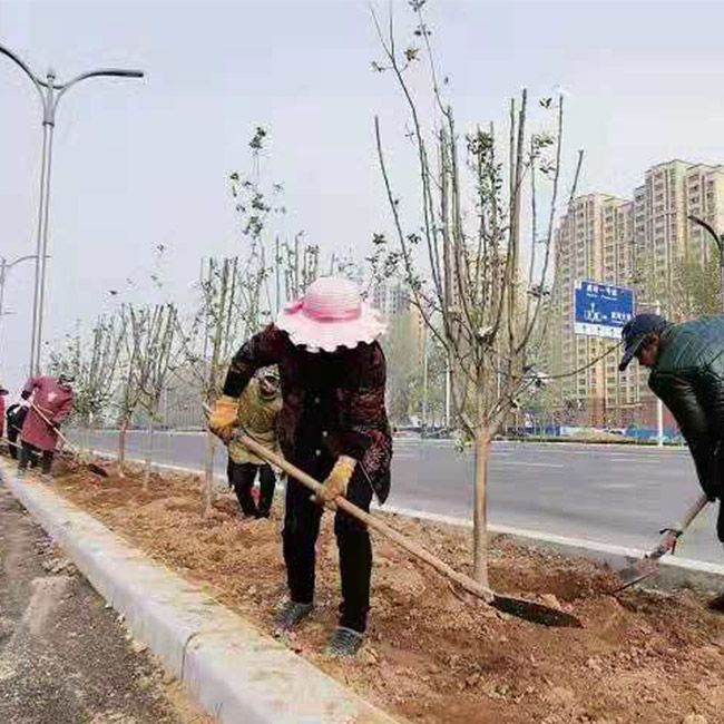 道路綠化施工設計及養護