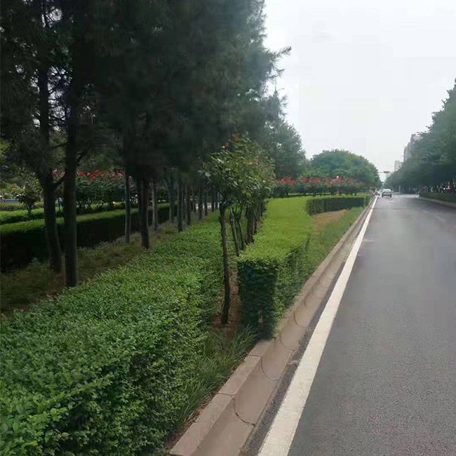 道路綠化施工設計及養護