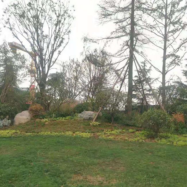 公園綠化施工設計及養護