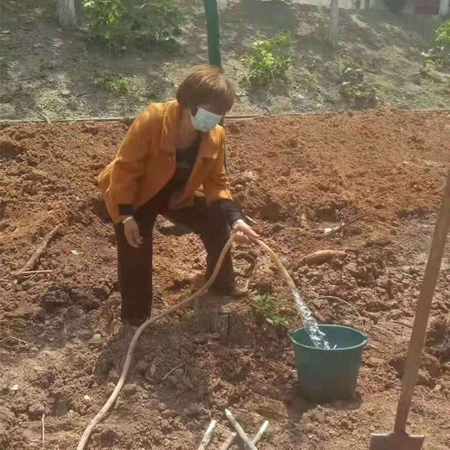 道路綠化施工設計及養護